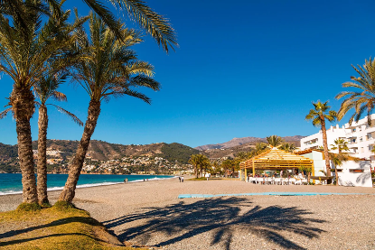 a beach with a palm tree in front of a body of water